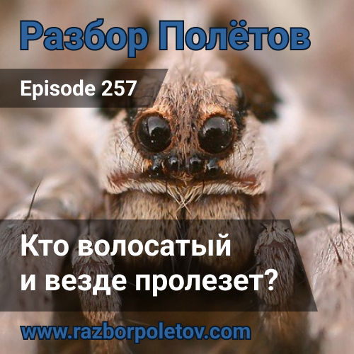 Episode 257 — Interview - Кто волосатый и везде пролезет?
